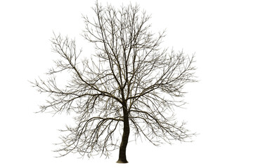Poster - isolated tree without leaf on white background