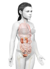 3d rendered, medically accurate illustration of the young boy kidneys anatomy