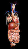 Fototapeta Natura - 3d rendered medically accurate illustration of  Digestive System