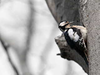 Wall Mural - Closeup of a Great spotted woodpecker (Dendrocopos major) with fluffed up plumage, taking a break from building its cavity in a tree, Germany