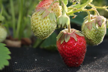 beautiful photo of strawberries growing in the garden