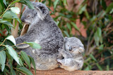 Mother koala with a baby