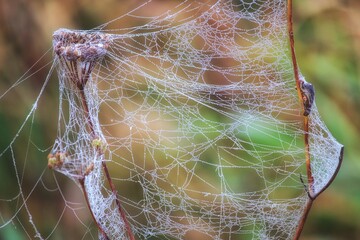 Spider web in the morning dew