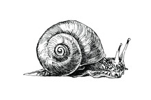 Realistic Grape Snail Isolated. Detailed Garden Cochlea Black And White Sketch. Hand Drawn Snail Silhouette With Radial Shell On White Background. Slippery Mollusk Used For Food.