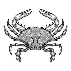 Wall Mural - Illustration of blue crab in engraving style. Design element for logo, label, sign, poster, t shirt.