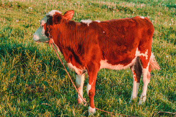 A small red calf grazes on Ukrainian meadows.