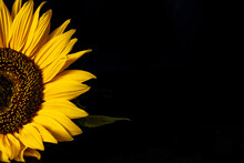 Beautiful Sunflower On A Black Background.