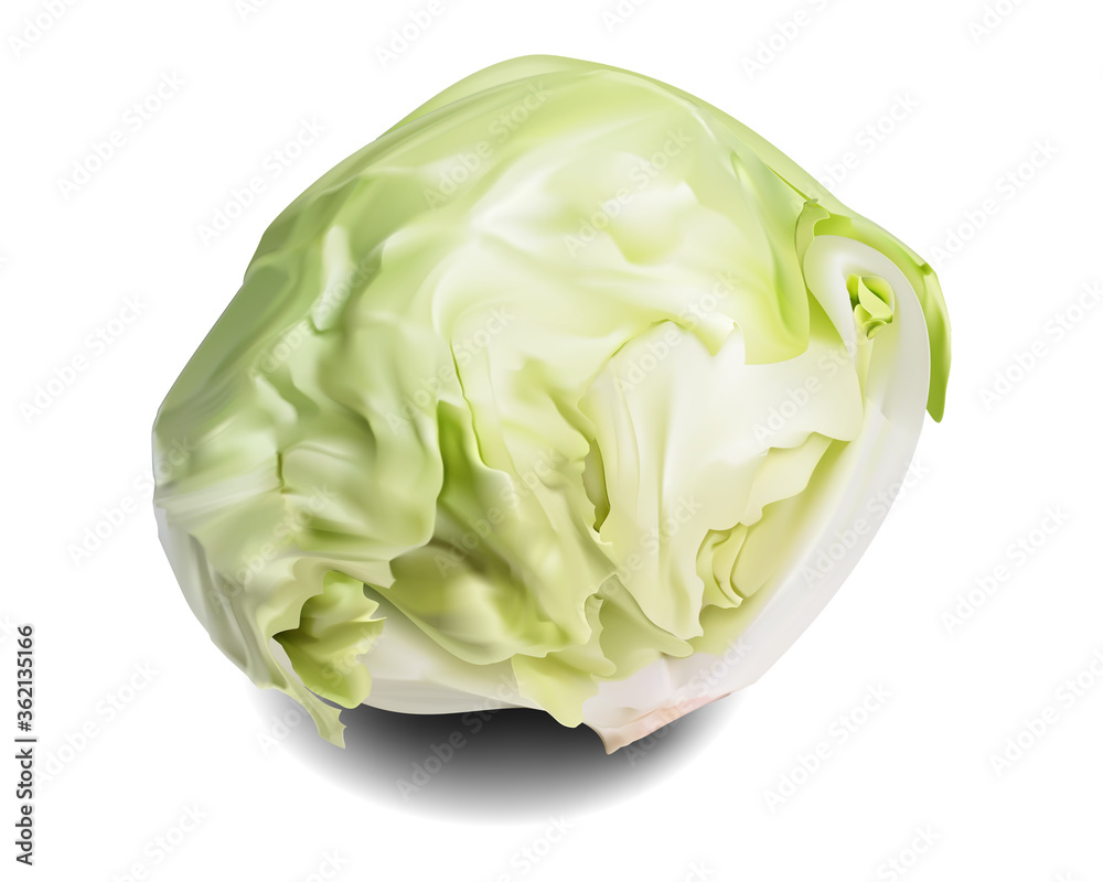 レタス イラスト どんな背景にもマッチする リアルよりも美しく Wall Mural イラレブック