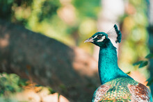 Big Colorful Peacock Bird In Nature. Selective Focus Aond Teal And Orange Style.