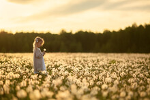 A Little Girl With Blond Hair In A White Dress Is Picking Flowers In A Huge Endless Field Of White Fluffy Dandelions. The Sun Is Setting Behind The Forest. Image With Selective Focus.