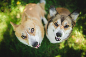 Wall Mural - Two welsh corgi pembroke dogs standing on a grass, happy and looking to the camera