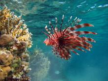 Lion Fish In The Red Sea.
