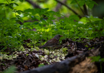 beautiful bird in the forest in natural conditions