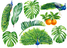 Set Of Peacocks And Tropical Plants, Mandarin, Isolated White Background, Watercolor Botanical Illustration