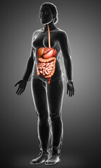 Wall Mural - 3d rendered medically accurate illustration of female Digestive System