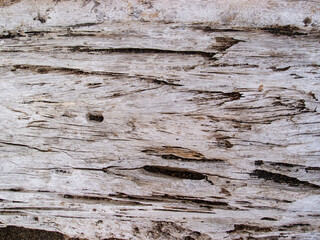 Wall Mural - Weathered wooden texture closeup. Raw timber with grungy cracks. Natural surface for vintage background