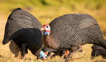 Helmeted Guineafowls Foraging For Food At Sunrise Or Sunset.