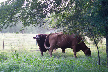 Wall Mural - Red Angus beef cow and bull in a pasture