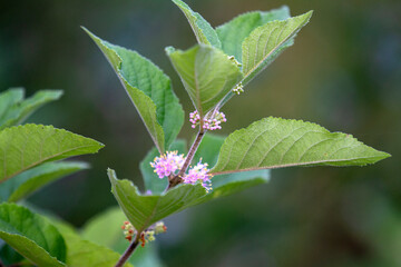 Wall Mural - American Beauty Berry, Beautyberry, Callicarpa americana. Delicate pink flowers bloom in July.