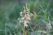 Wild oats grass growing in oklahoma 