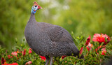 Fototapeta  - Helmeted guineafowl standing in a green bush with red flowers.