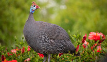 Helmeted Guineafowl Standing In A Green Bush With Red Flowers.