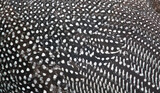 Fototapeta  - Closeup texture and pattern of helmeted guineafowl feathers.