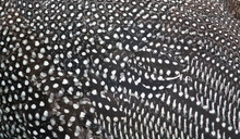 Closeup Texture And Pattern Of Helmeted Guineafowl Feathers.