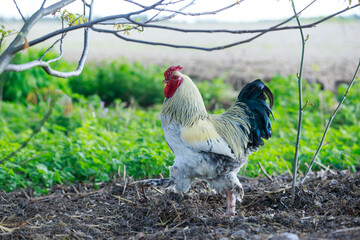 Wall Mural - Big beautiful cock