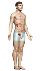 3d rendered, medically accurate illustration of the kidneys