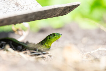 lizard on the grass.