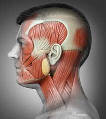 Wall Mural - 3d rendering medical illustration of male head anatomy for education