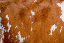 Texture Of A Brown Cow Coat. Fragment. White And Brown Spots.