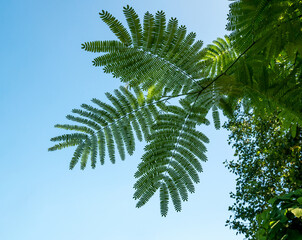 foliage of albizia julibrissin, the persian silk tree . close up with a the lgreen leaves of pink si