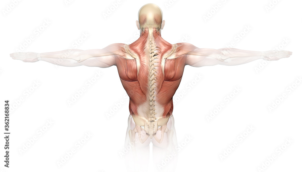 Back muscles of a man with spine, medically 3D illustration - obrazy, fototapety, plakaty 