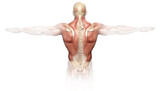 Fototapeta  - Back muscles of a man with spine, medically 3D illustration