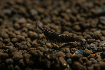 Wall Mural - macro dwarf shrimp aquarium  color