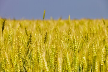 Golden wheat field in summer sunny day on blue sky background. Summer background. Wheat spike close-up view. Golden wheat ears in sunlight. Wheat sprouts on agricultural field. Organic farming.