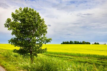 Single green tree on bright yellow blooming rapeseed field in sunny summer day on stormy sky background. Beautiful yellow meadow and dramatic blue sky with thunderclouds. Nature landscapes backgrounds