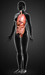 © pixdesign123 - 3d rendered medically accurate illustration of female  Internal organs