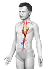 Wall Mural - 3d rendered medically accurate illustration of the young boy heart