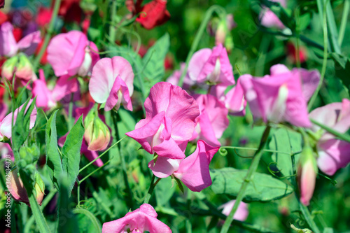 Plakat スイートピー 花畑 家庭菜園 畑 花壇 花イメージ素材 Groszek Pachnacy Kwiat Roslina Fototapety Foteks Plakat スイートピー 花畑 家庭菜園 畑 花壇 花イメージ素材 Groszek Pachnacy Kwiat Roslina Fototapety Foteks