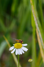 A Friendly Bee Pollinates A Beautiful Wild Flower Called Daisy.