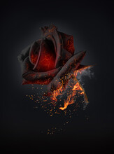 The Red Rose Burns With Love