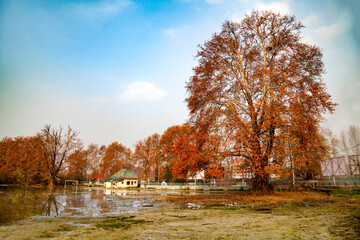 Wall Mural - A lakeside view of a maple tree in Srinagar