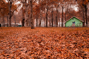 spectacular view of fallen leaves from maple trees seen all over