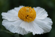 Matilija poppy viewed from the side, cropped, against green background, with lots of macro detail