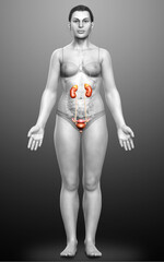 3d rendered, medically accurate illustration of female   kidneys