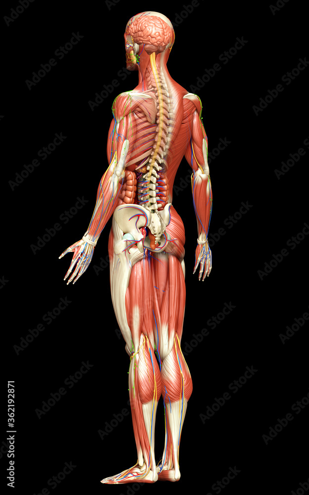 Ilustración de Stock 3d rendered medically accurate of the male anatomy ...