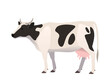 Vector illustration of a cow, black and white color. Farm animal, domestic cattle,isolated on white.